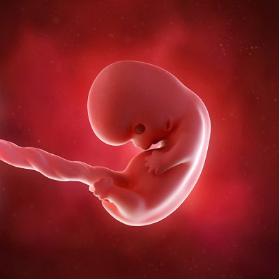 medical accurate 3d illustration of a fetus week 8